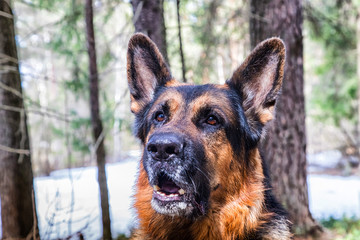 Dog German Shepherd in the forest in an early spring