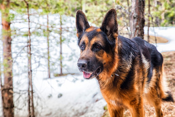 Dog German Shepherd in the forest in an early spring