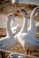 Loving goose and beak