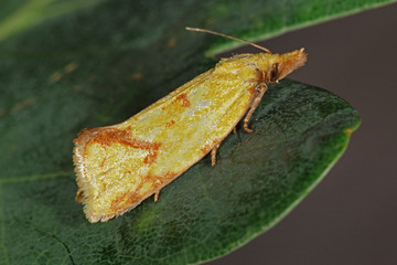 15.06.2018 DE, RLP, Mosel, Leiwen Agapeta hamana , Wickler Agapeta hamana (LINNAEUS, 1758)