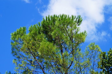 Tree hair in the park of the Royal Villa of Castello, Florence, Italy