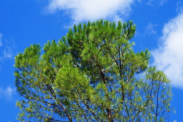 Tree hair in the park of the Royal Villa of Castello, Florence, Italy