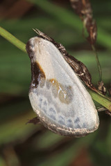 15.06.2018 DE, RLP, Mosel, Leiwen Weiáer Sichelflgler, Silberspinnerchen Cilix glaucata (SCOPOLI, 1763)