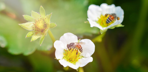 Insects Bee on white flowers / Close up of bee collects pollen for honeybee in the Strawberry flower