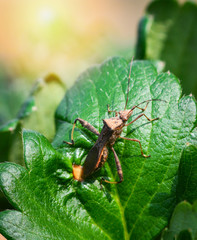 Bug insect on leaves strawberry plant garden green leaf in the strawberries field background