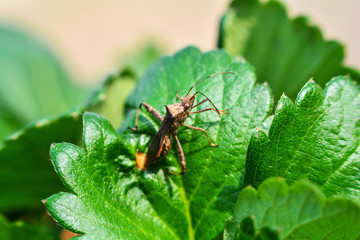 Bug insect on leaves strawberry plant garden green leaf in the strawberries field background