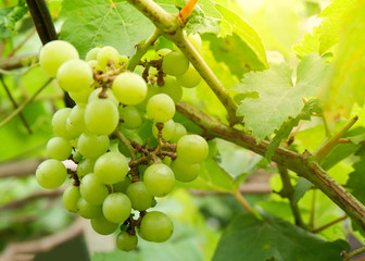 Bunch green grape vine / Fresh of fruit grape hung on the trees in the vineyard