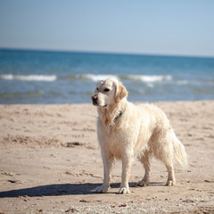 Golden retriever en la playa