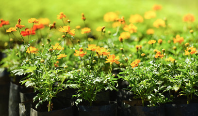 Fototapeta na wymiar Yellow marigold flower in pot in the garden spring / calendula blooming in plantation