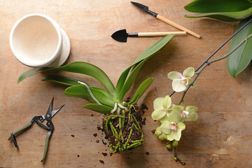 Fototapeta na wymiar Composition with orchid and tools for transplanting on wooden table
