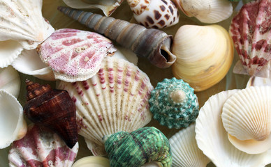 Sea shells various colors and shapes