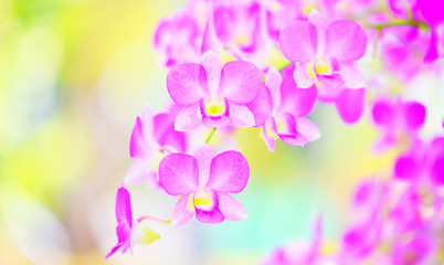 Obraz na płótnie Canvas beautiful purple orchid flower decorate nature colorful in the spring garden background