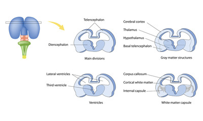 anatomy of the Central nervous system.  Formation of the human brain. Structural features of the forebrain.  Differentiation of the telencephalon.
