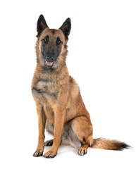 malinois in studio