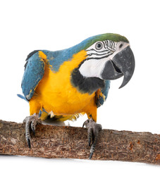 ara ararauna in studio © cynoclub