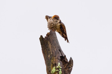 A Greater Striped Swallow preening on a rainy morning.