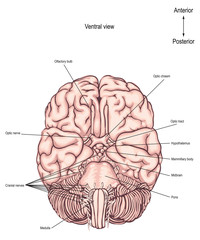 The ventral surface of the brain. The underside of the brain. anatomy of the human brain