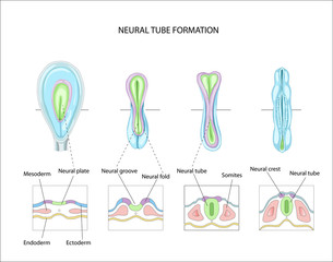 Neural tube formation. planning pregnancy. Development and formation of the brain. Anatomy of the Central nervous system
