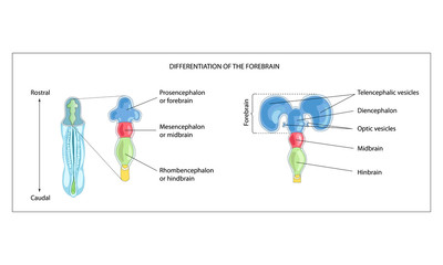 Differentiation of the forebrain. Differentiation of the Telencephalon and Diencephalon. The three primary brain vesicles. The secondary brain vesicles of the forebrain. Formation of the human brain. 