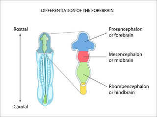Differentiation of the Forebrain. Neural tube formation. Anatomy of the Central nervous system