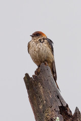 A Greater Striped Swallow perched on a tree stump on a rainy morning.