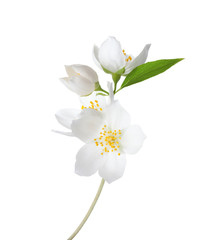 Naklejka na ściany i meble Branch of Jasmine's (Philadelphus) flowers isolated on white background.