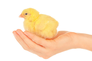 Female hands holding little chick on white background