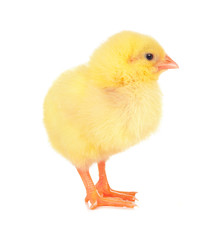Cute little chicken isolated on white background