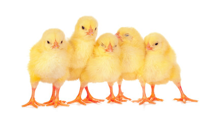 chicks in front of white background.