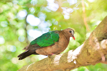 Common asian emerald bird dove green wing sitting on branch tree nature