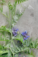 Background of blue  pea flower  with green leaves frozen in ice