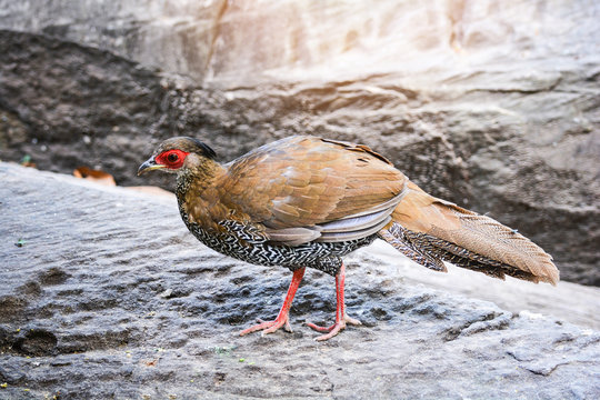 Head of female Siamese fireback on nature wildlife beautiful chicken bird  farm