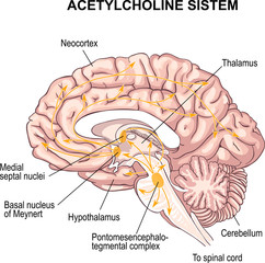 Acetylcholine system. transmitter of nerve excitation. The cholinergic diffuse modulatory systems.  Alzheimer's disease.