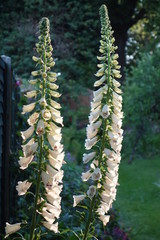 Two tall white foxglove (digitalis) flower spikes