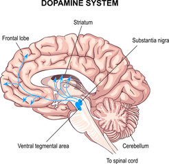 Dopamine system. anatomy of the Central nervous system. human brain.  sense of pleasure. switching attention. schizophrenia, Parkinson.  Aging process