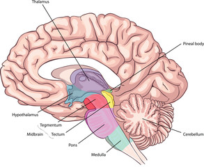 the medial surface of the brain. Brain stem Structures. anatomy of the Central nervous system	