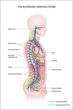 THE AUTONOMIC NERVOUS SYSTEM.  Sympathetic division. Parasympathetic division. 