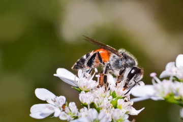 Close up insect bee on white flowers collects pollen for honeybee