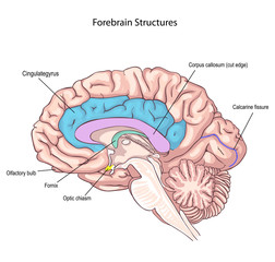 Forebrain Structures. medial surface of the brain. memory storage.  