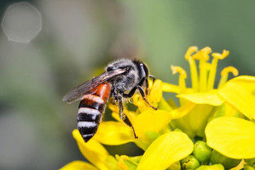 Close up insect bee on yellow flowers collects pollen for honeybee