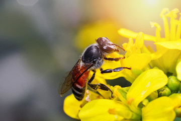 Close up insect bee on yellow flowers collects pollen for honeybee