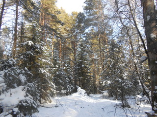 Fototapeta premium forest in winter