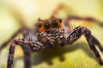 Jumping spider colorful on nature green leaf plant background