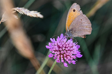 Coenonympha pamphilus