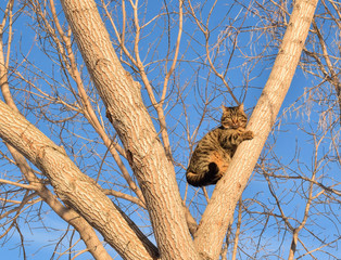 The cat sits in a tree and looks down. Save the cat.