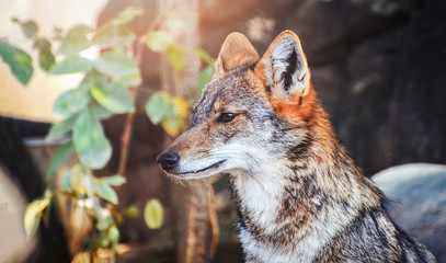 Beautiful golden jackal or Black backed jackal wildlife look forward