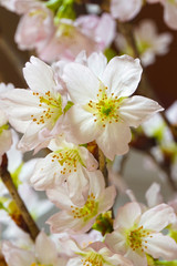 Close-up of cherry blossoms taken inside the room.  室内で撮影した桜のクローズアップ