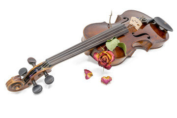 Fototapeta premium Old shiny violin with withered red yellow rose blossom
