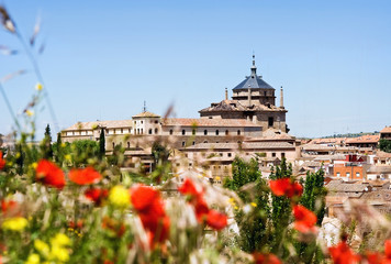 A look through the flowers of the field at Mesquite. Cordoba. Spain.