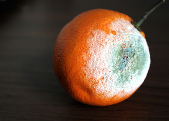 Rotten orange fruit
